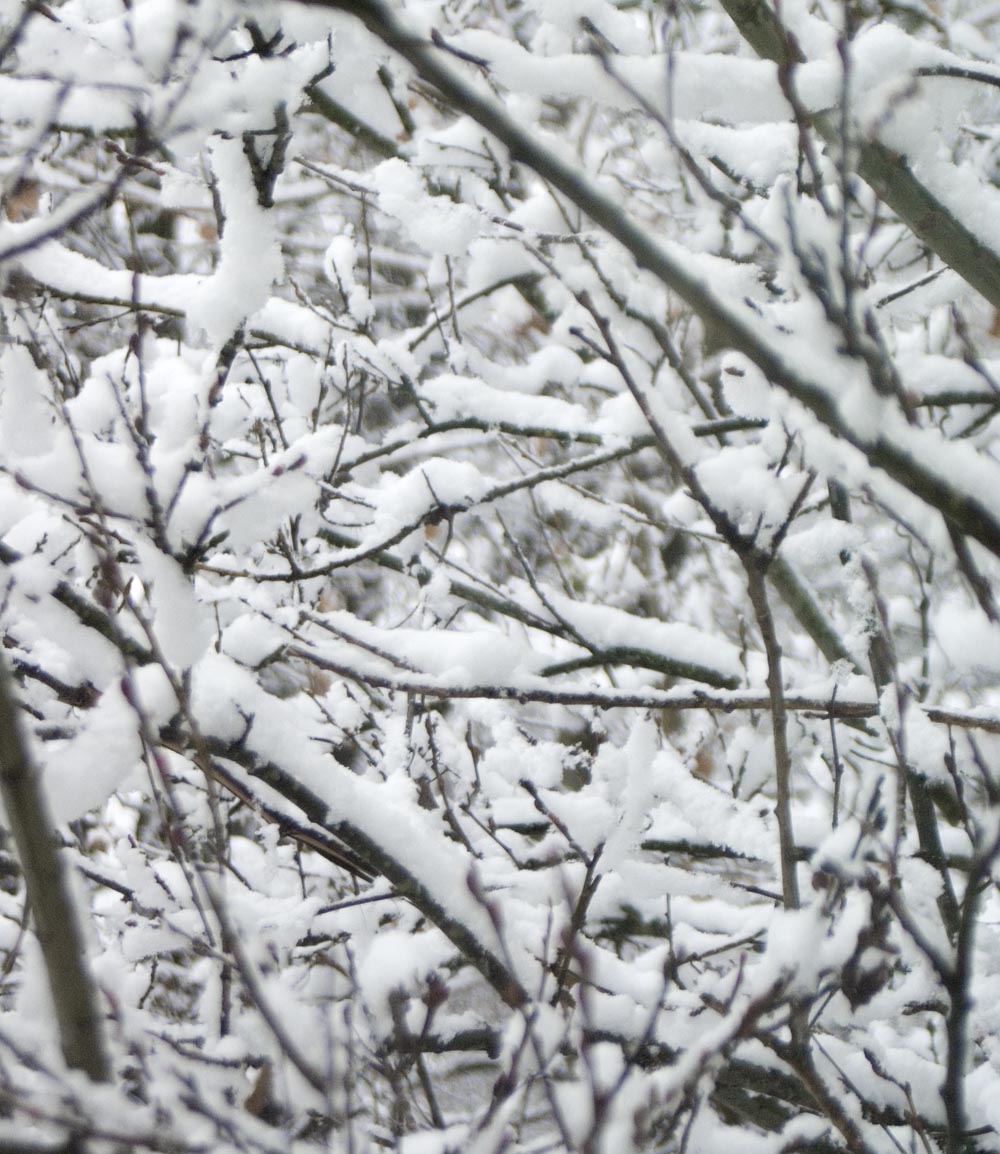 snow on branches