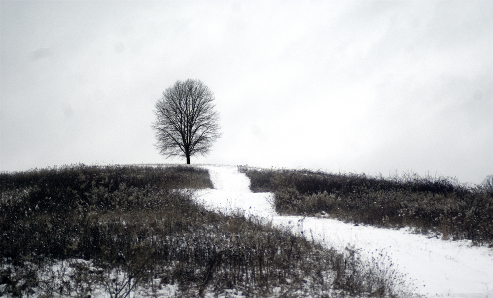photo of tree at top of hill
