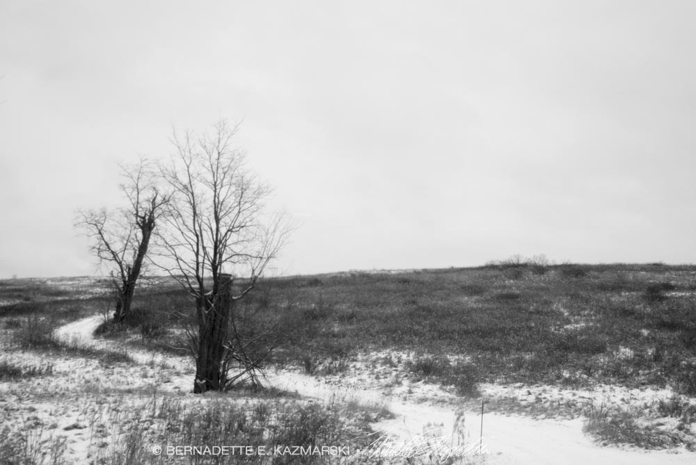 two bare trees in field by road