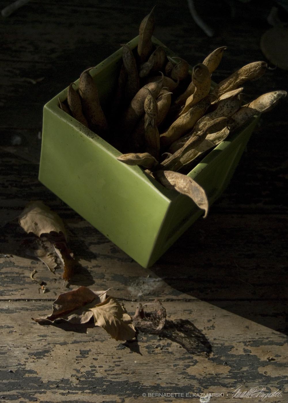 leaves, paint chips