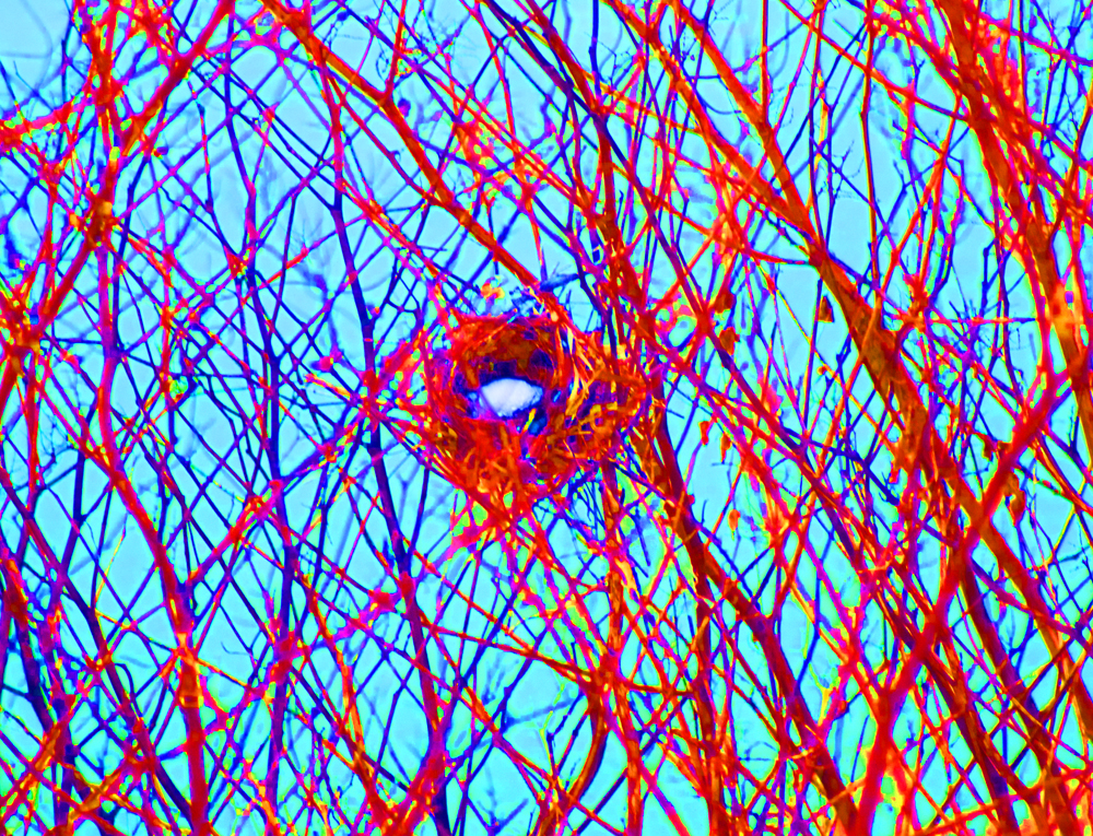 bird nest in branches, saturated