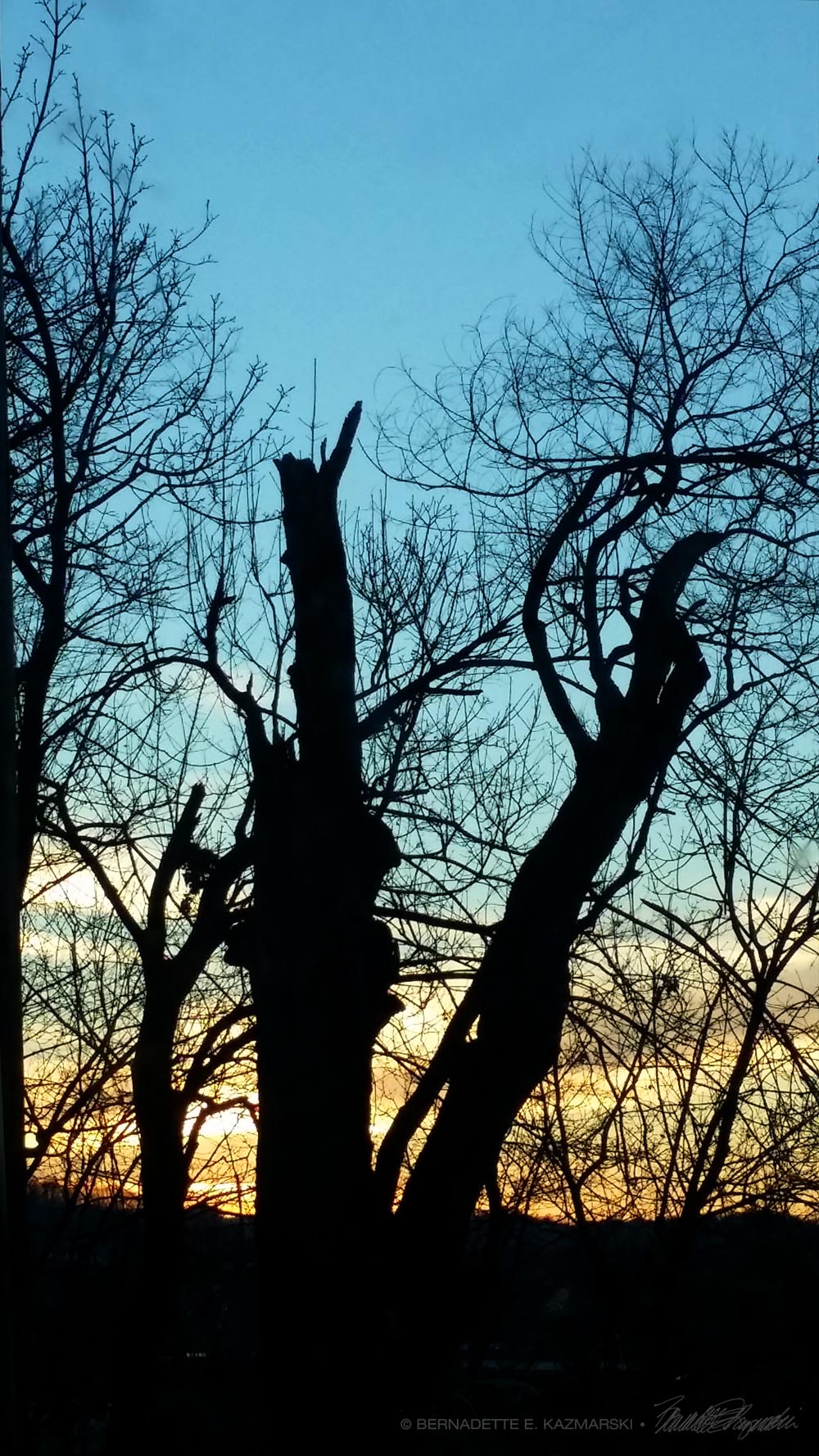 winter sunset with bare tree