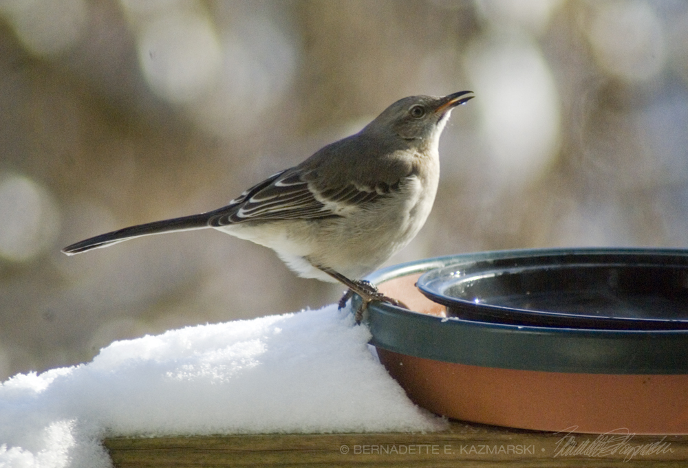 mockingbird
