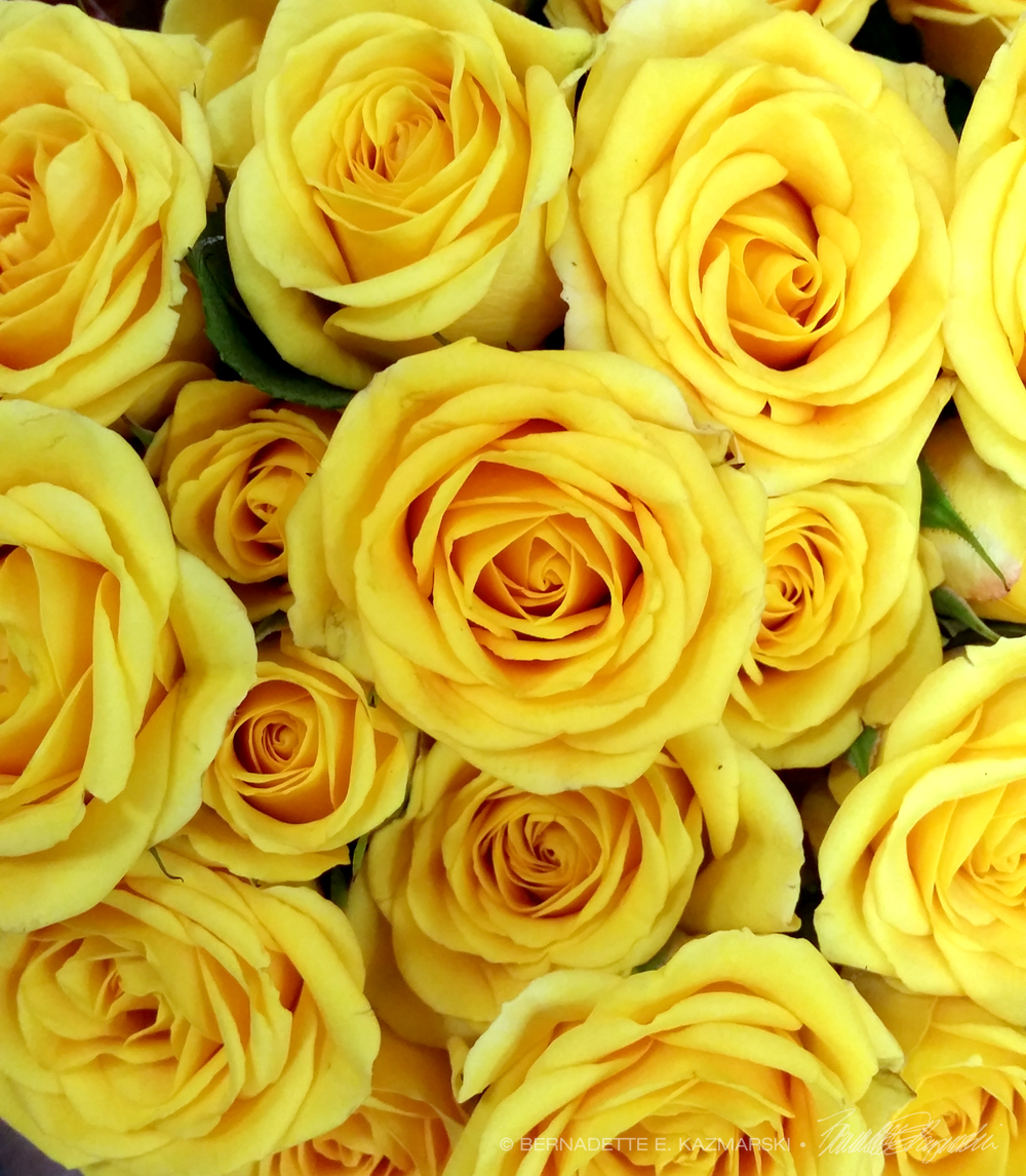yellow roses