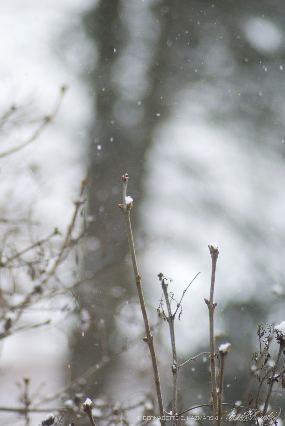 lilacs in snow