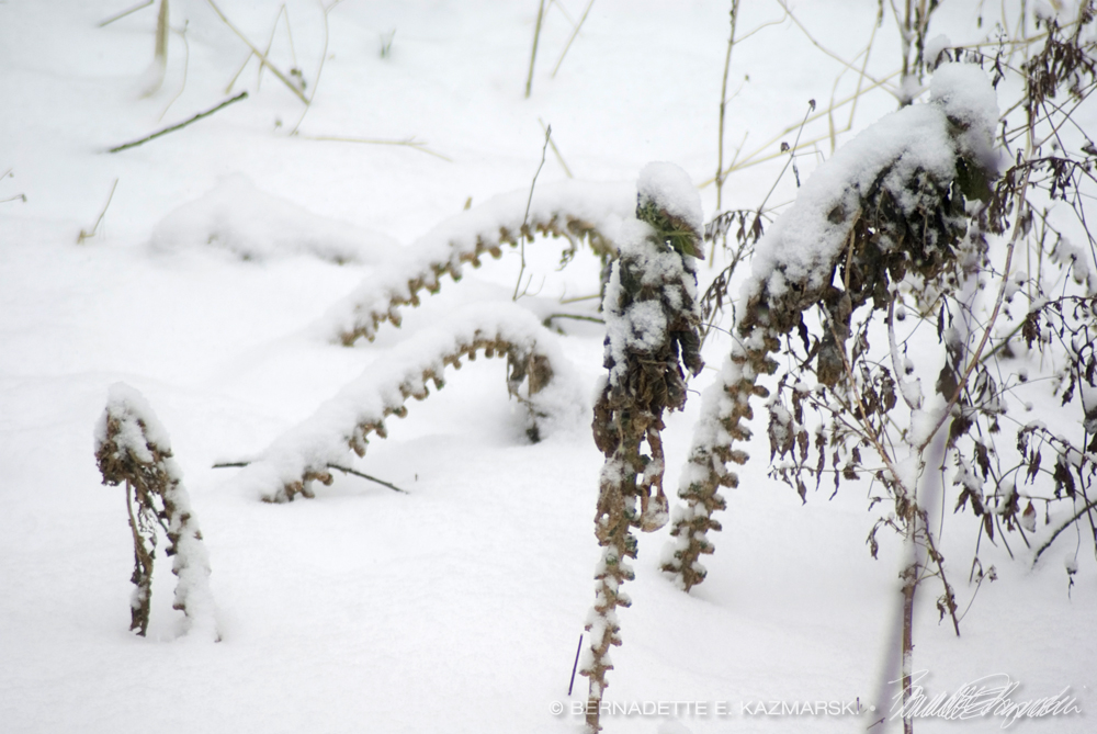 brussels sprouts in snowy garden