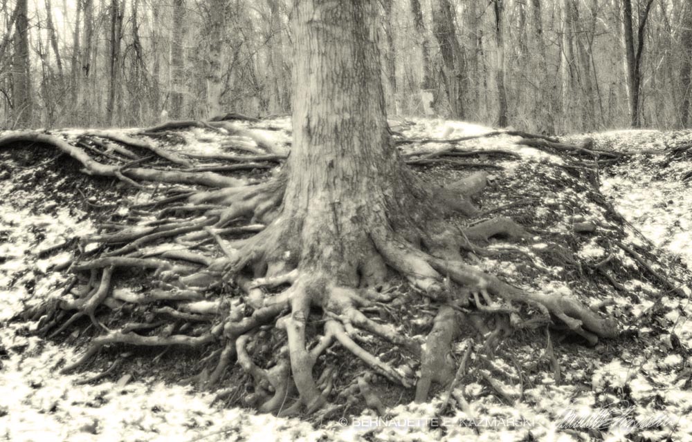 tree roots