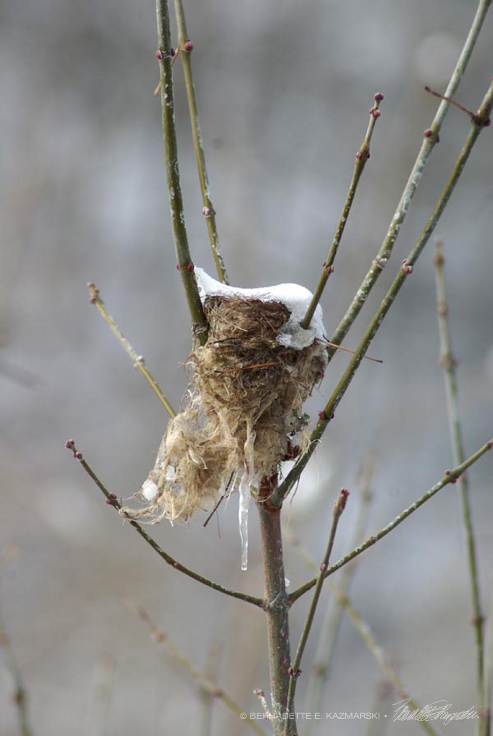 frozen bird's nest