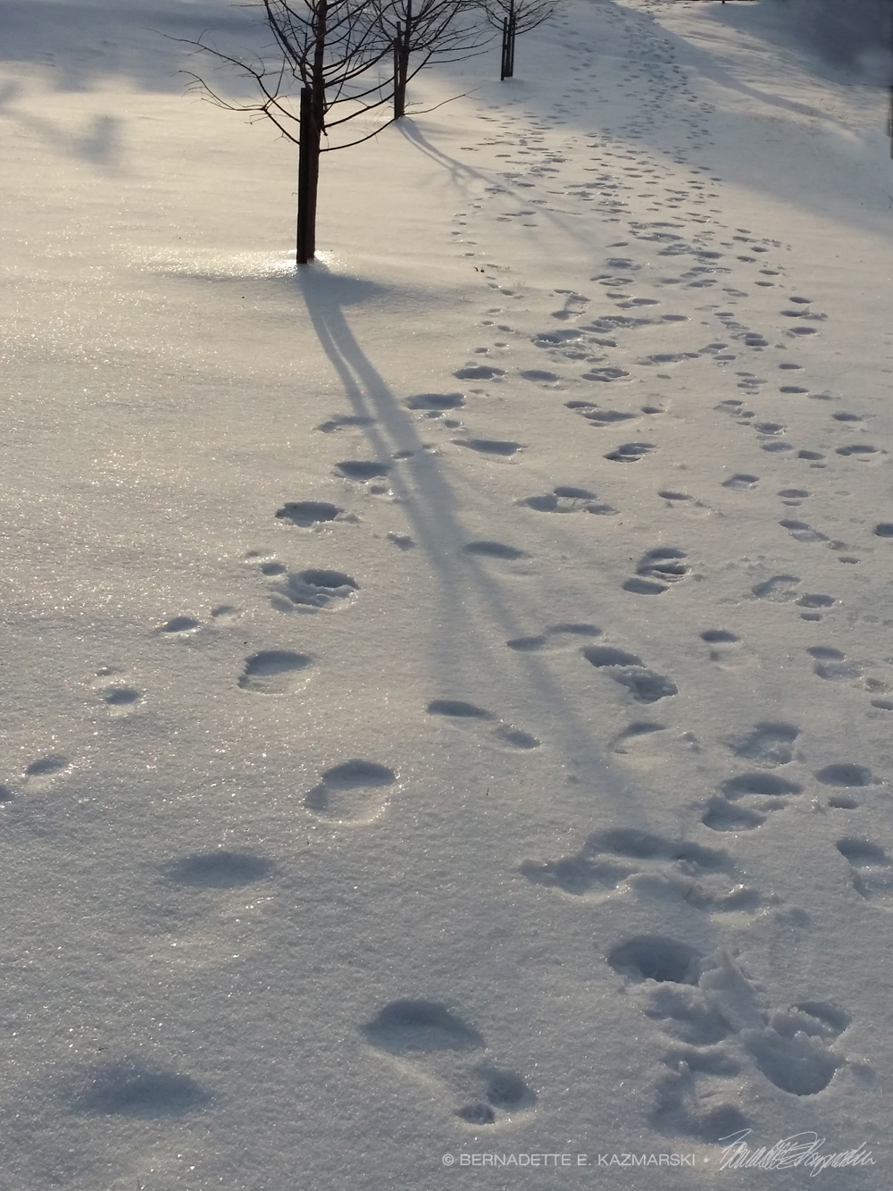 shadows in snow