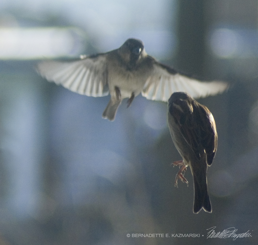 two sparrows