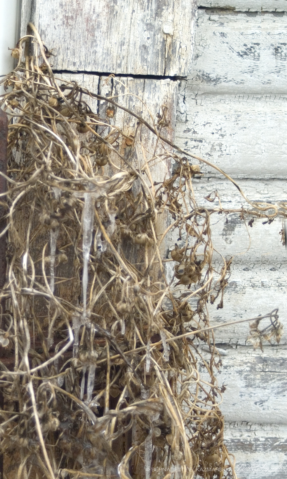 morning glory vines in winter