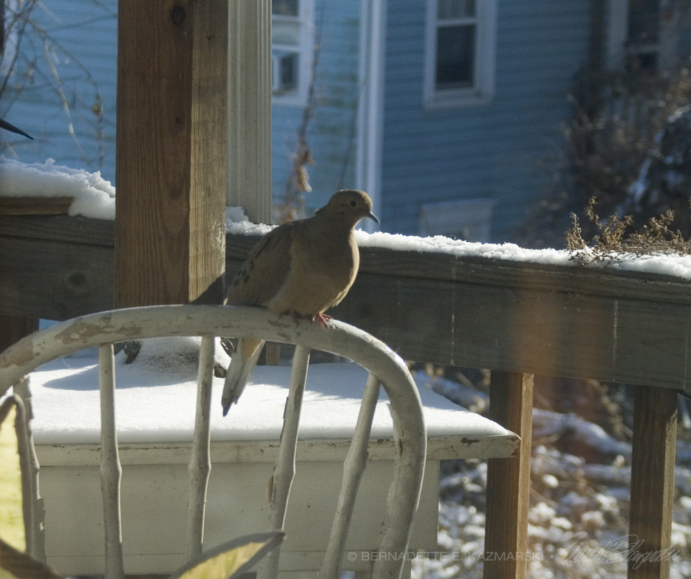 dove on chair