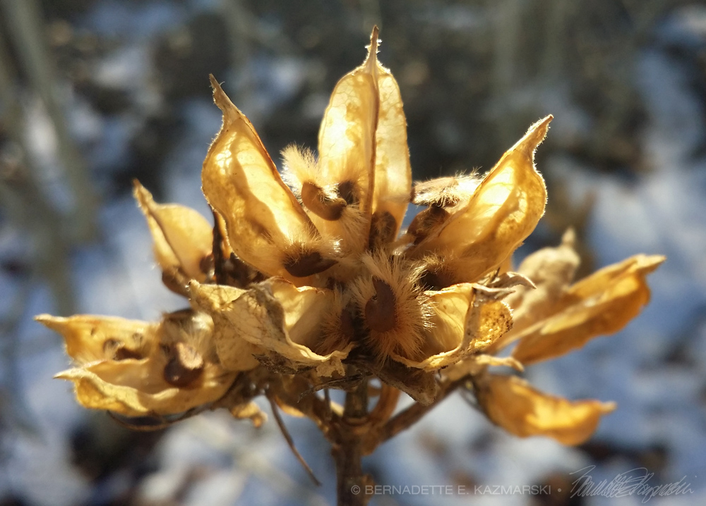 rose of sharon seeds