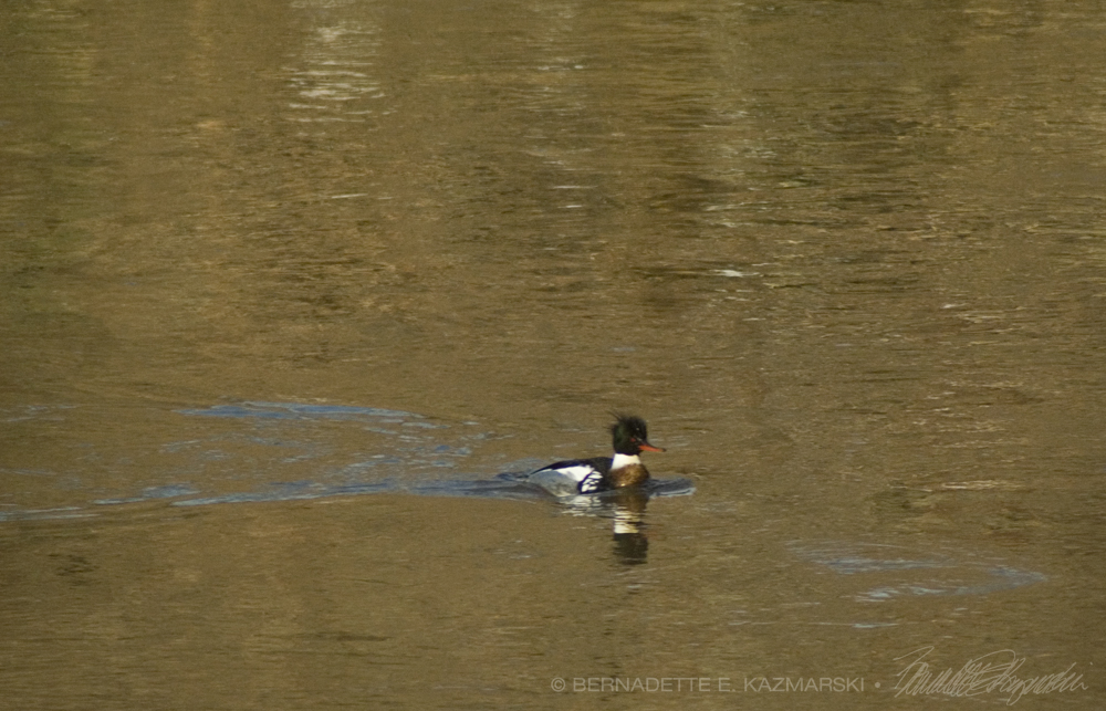 merganser on creek