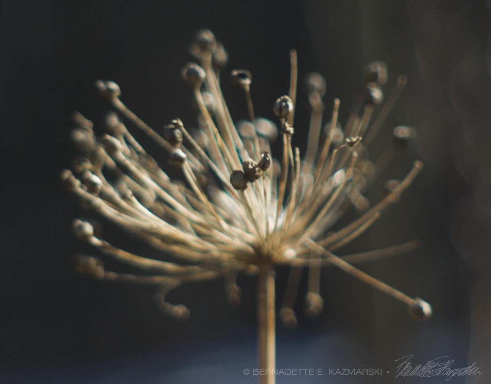 photo of dried leek flower head