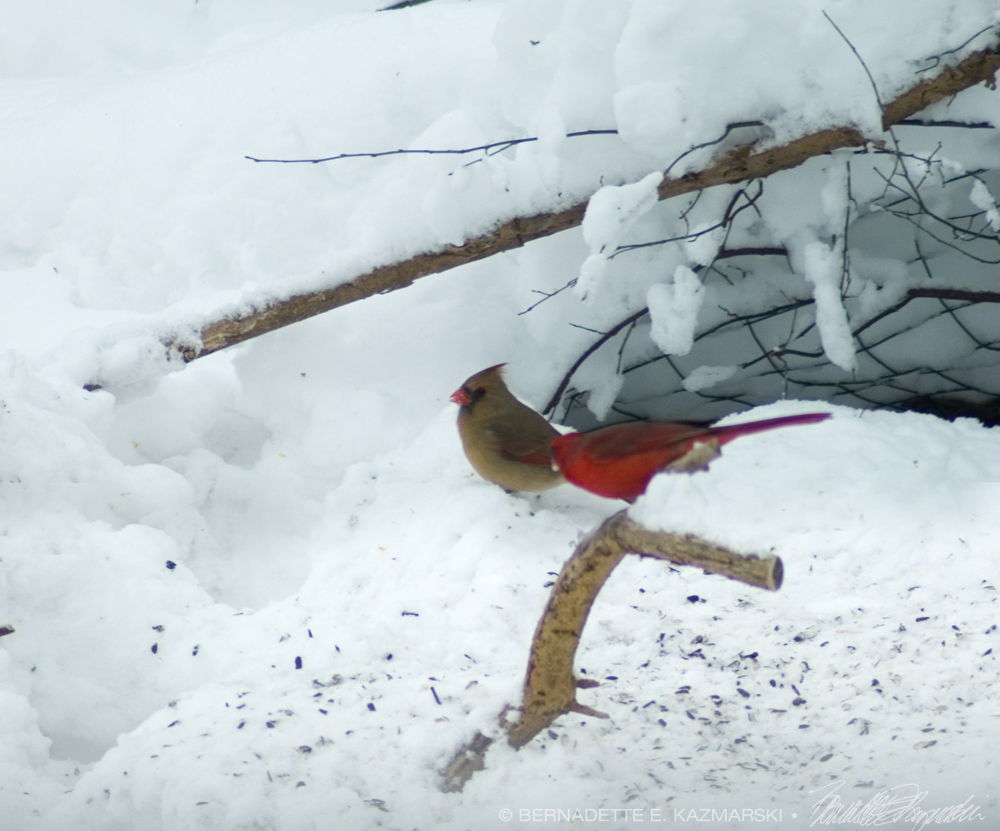 two cardinals