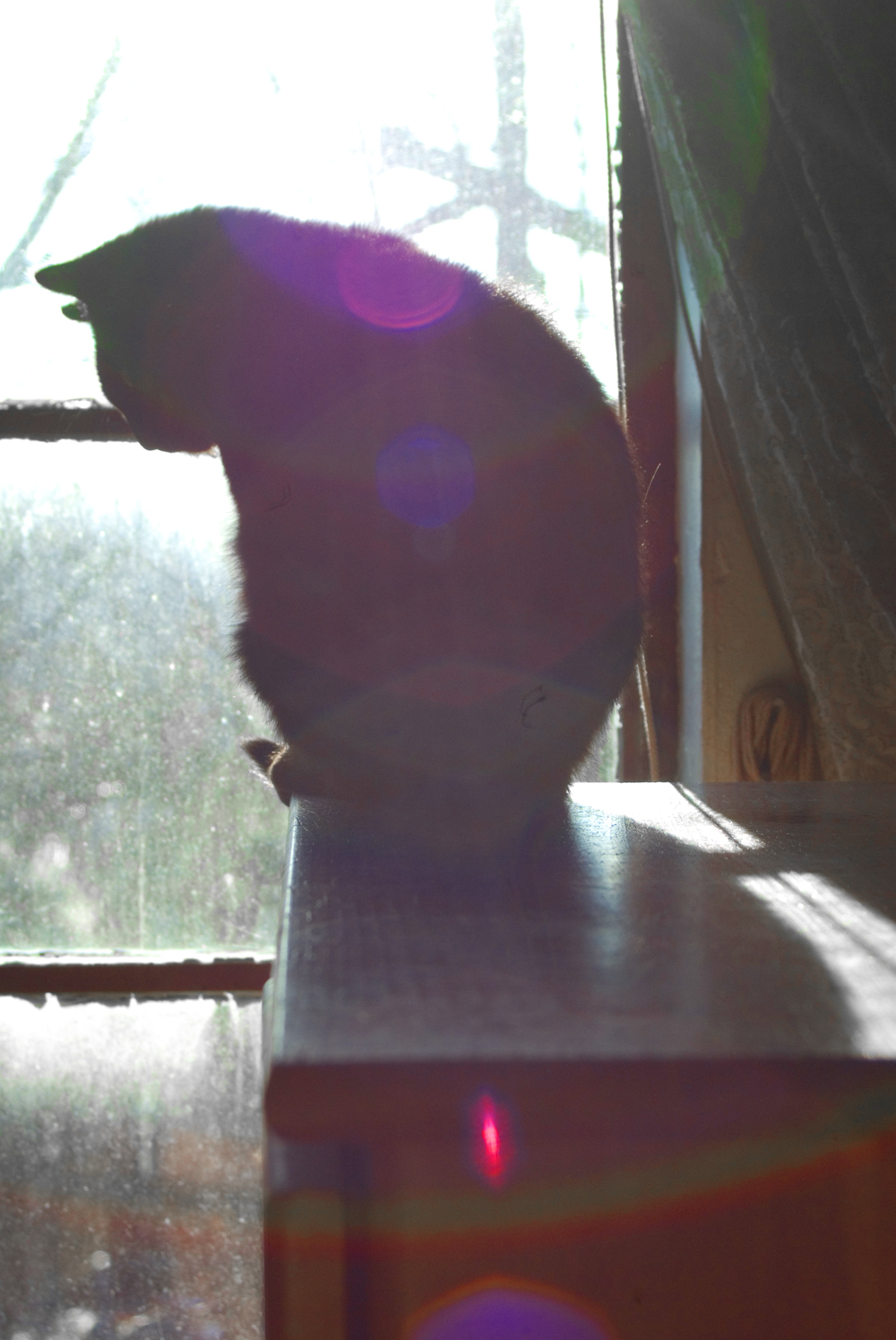 black cat at window with sunflares