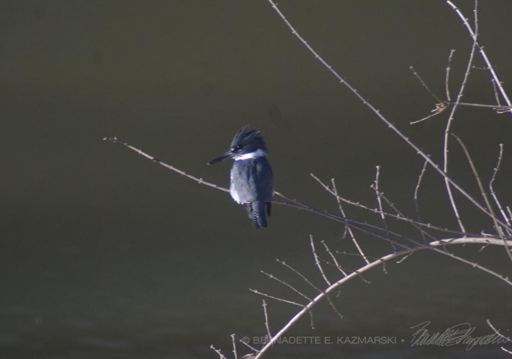 belted kingfisher