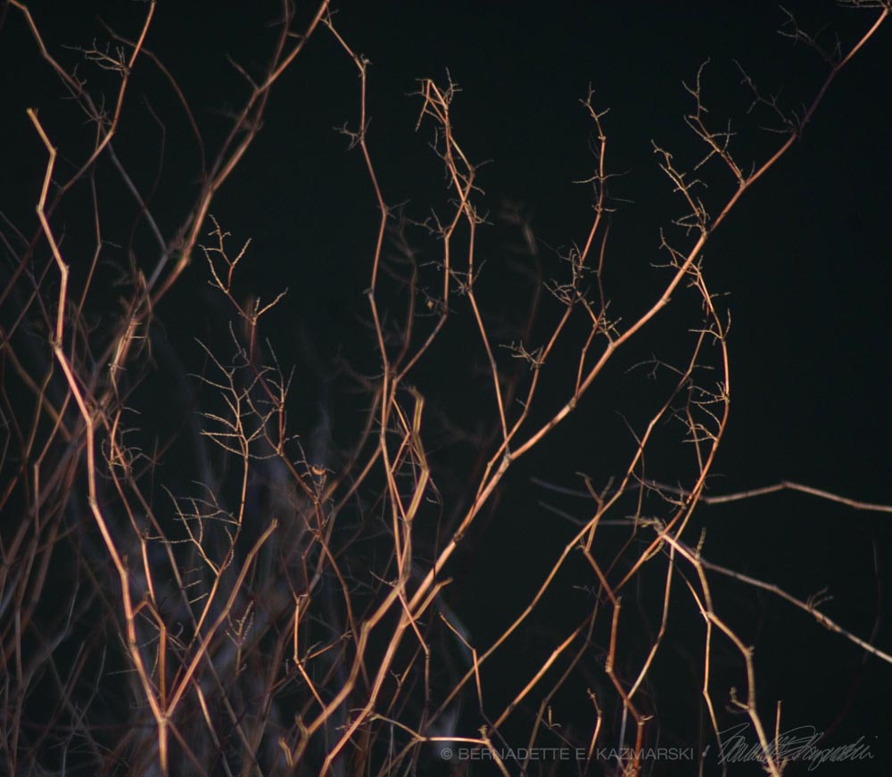 branches