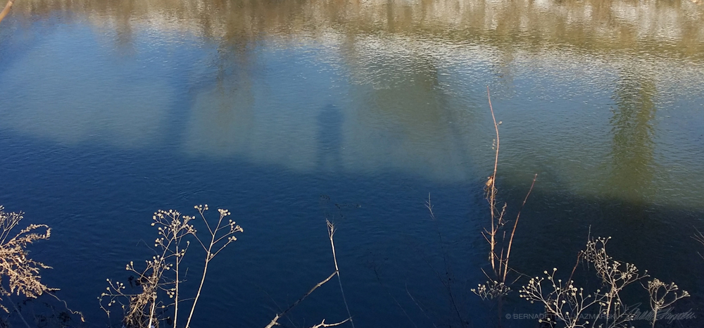 shadow of person and tree on water