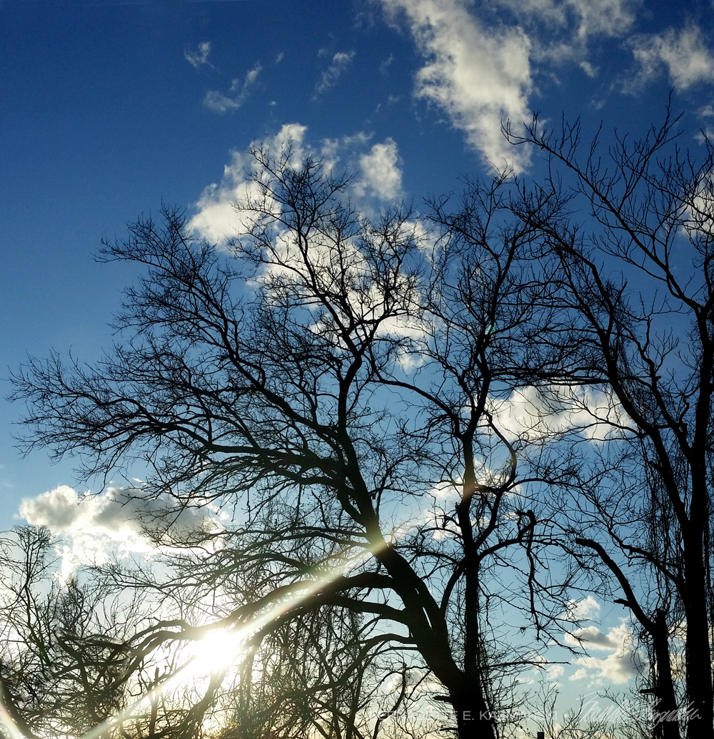 winter sun on bare trees
