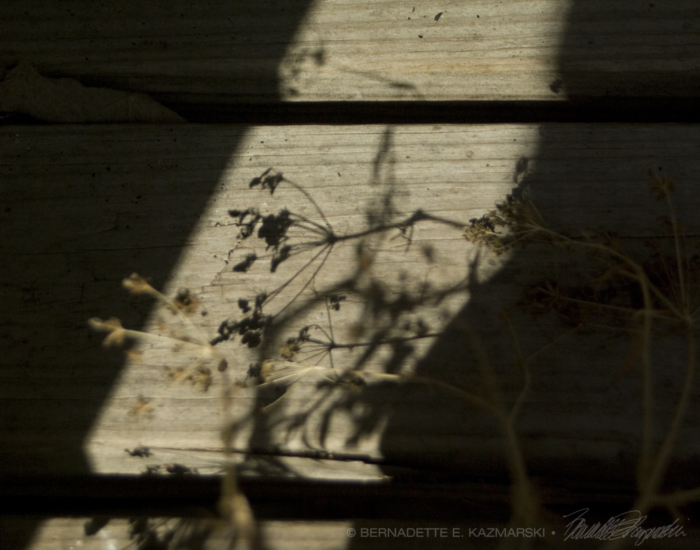 photo of dried parsley plant with seeds