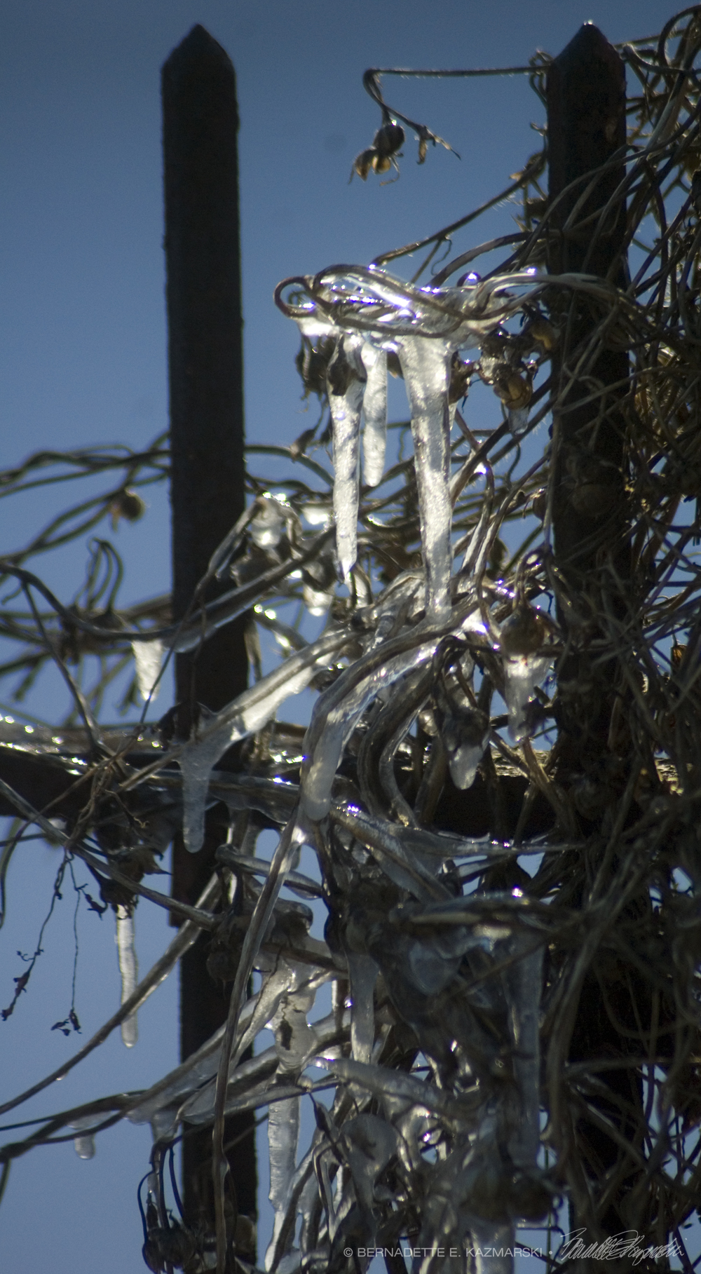 ice on dry plants