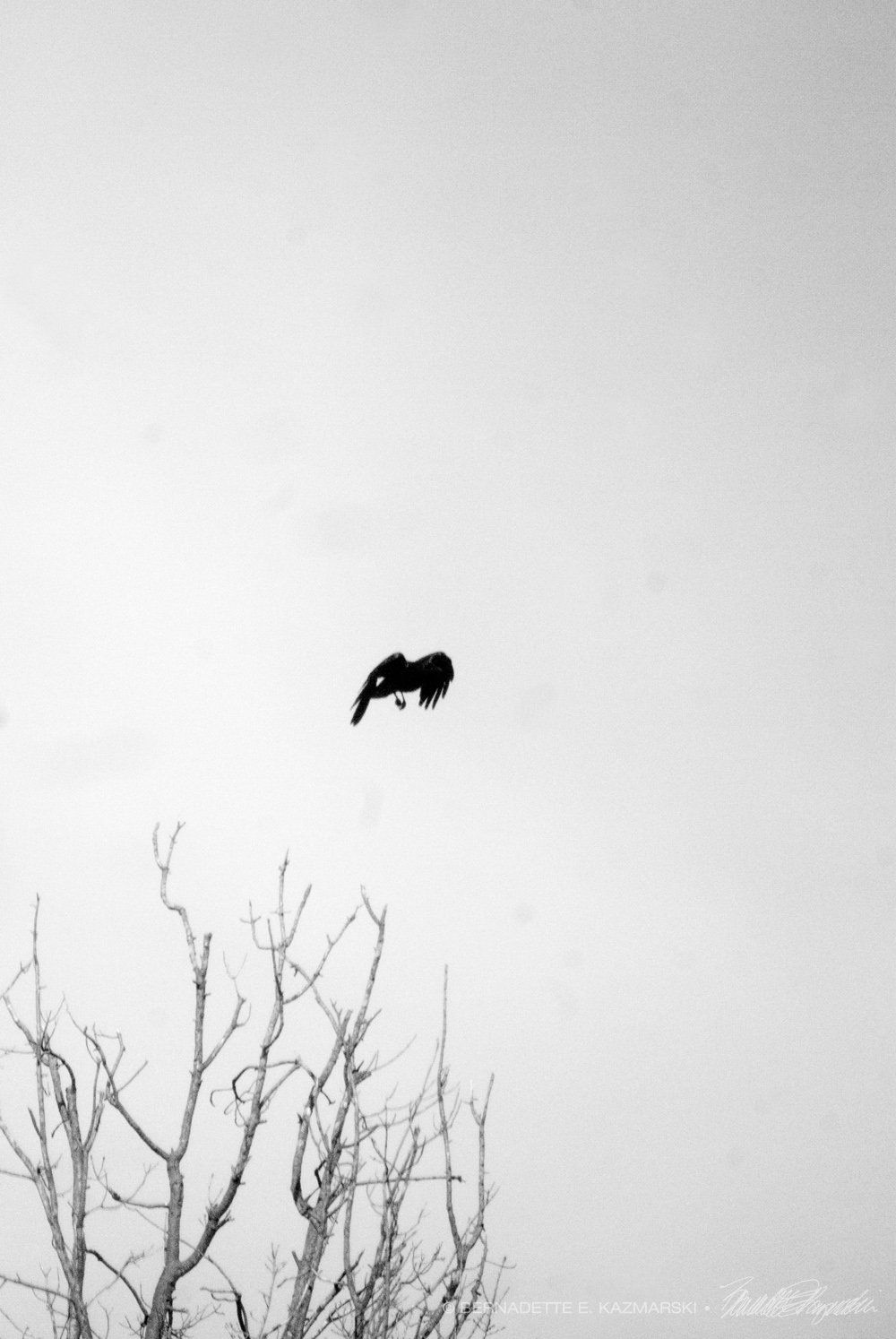 black and white photo of crow taking off from tree