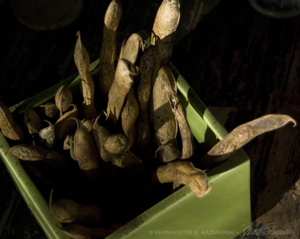 bean pods