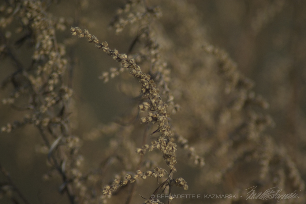 dried wormwood