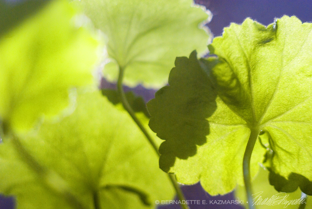 geranium leaves