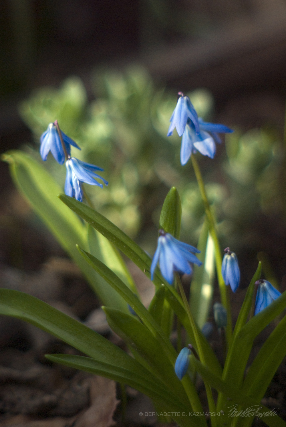 squills spring flowrs