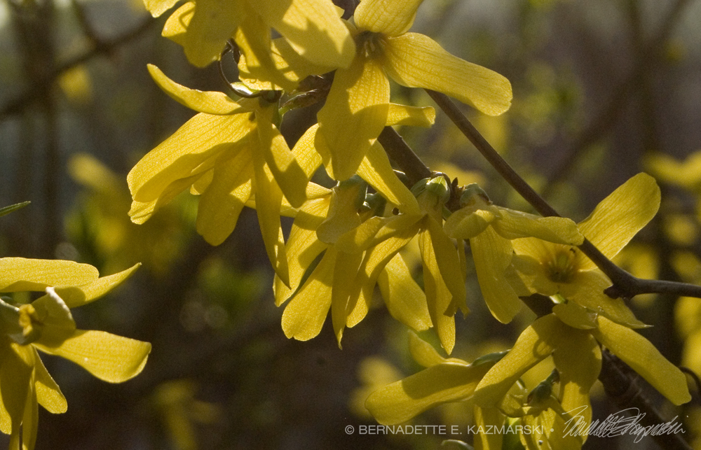 forsythia