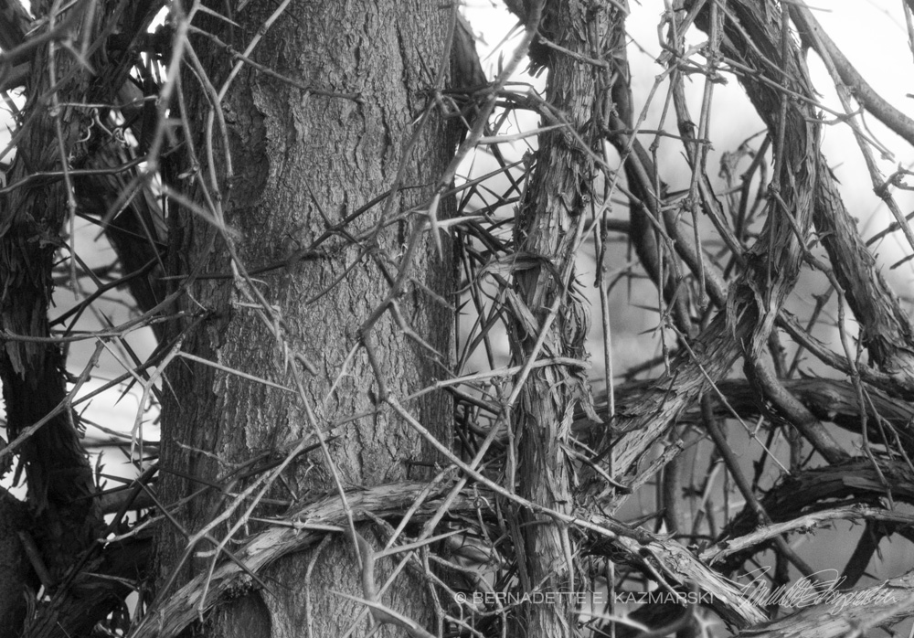 Honey locust tree