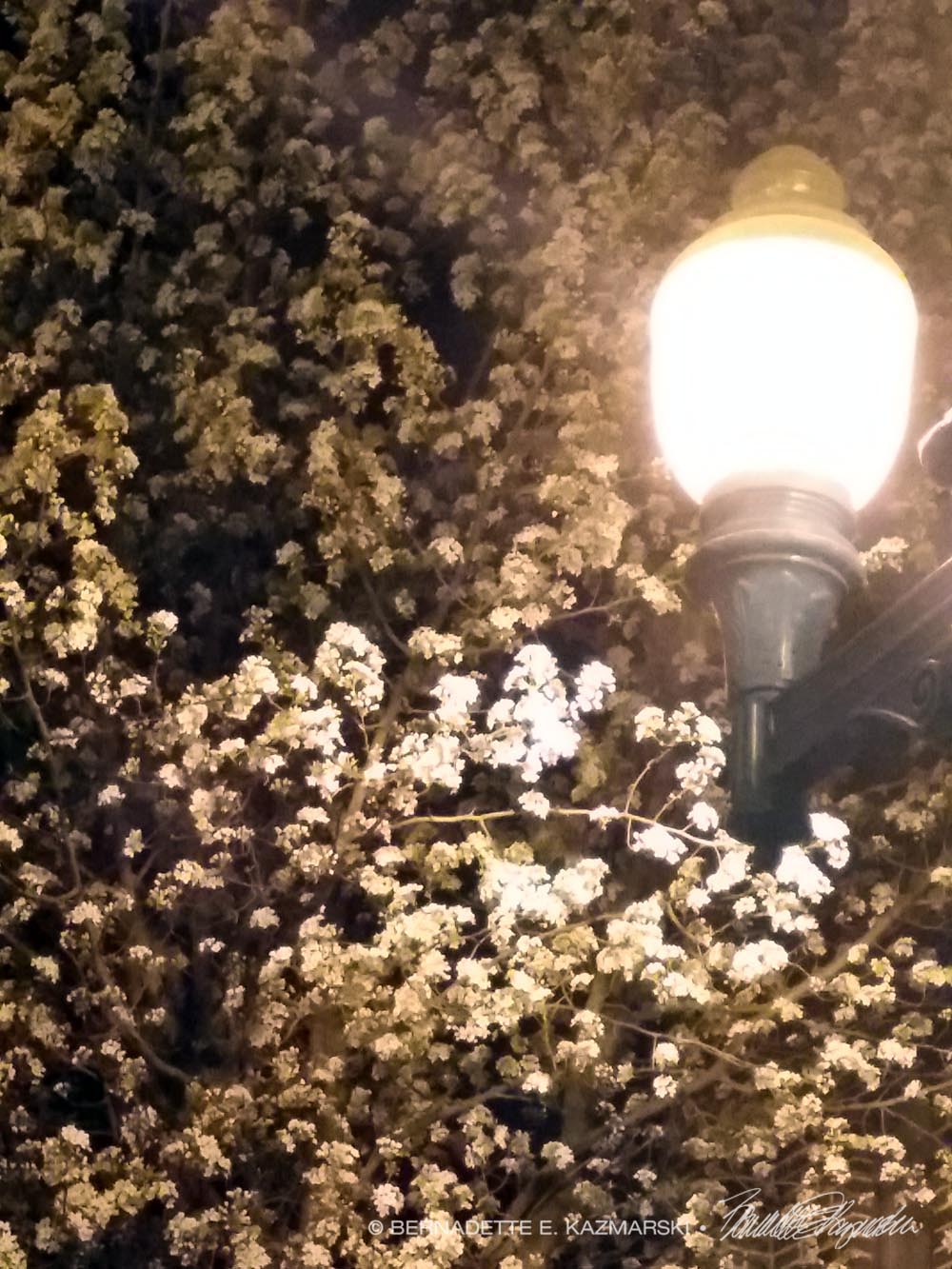 blossoming trees at night