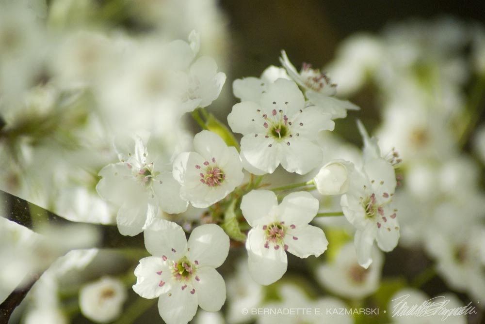 pear blossoms