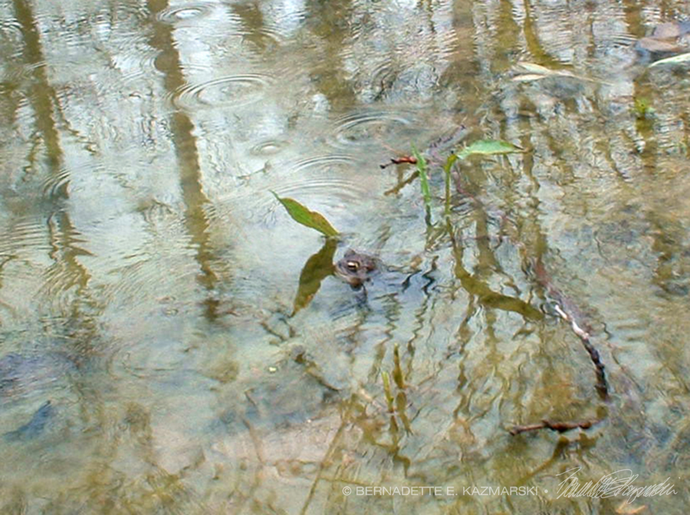 frog in pond