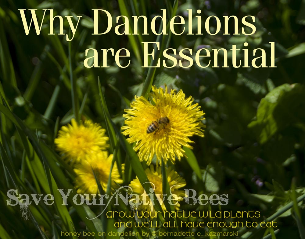 dandelion with honey bee
