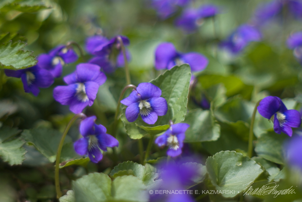 violets
