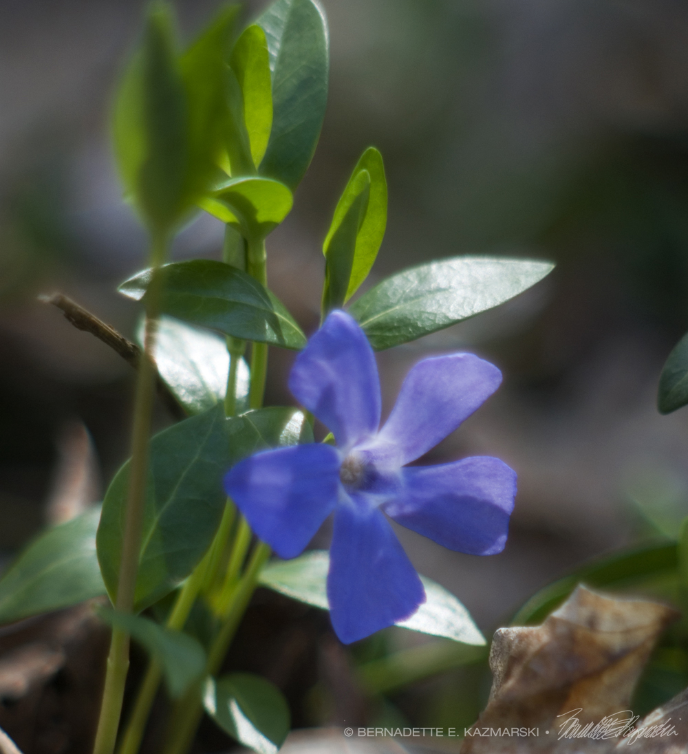 periwinkle, creeping myrtle