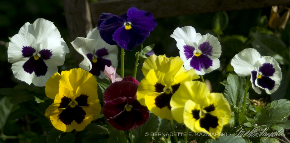 pansies