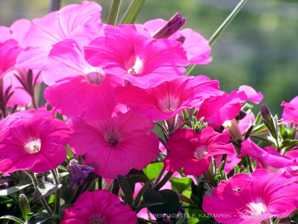 petunias