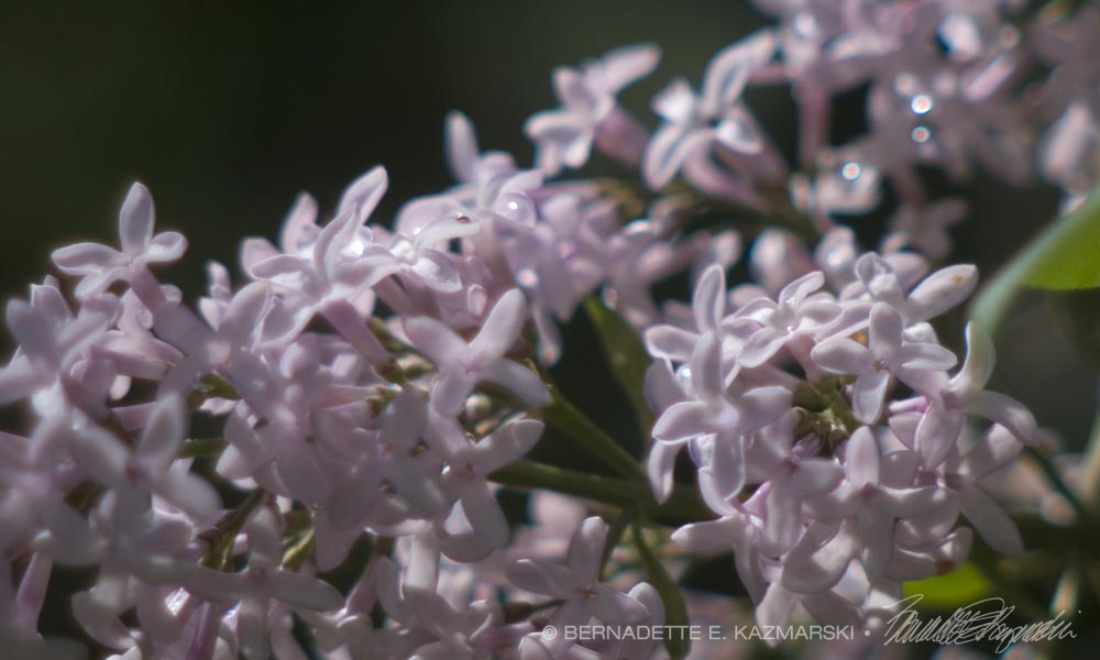 Raindrops on Lilacs