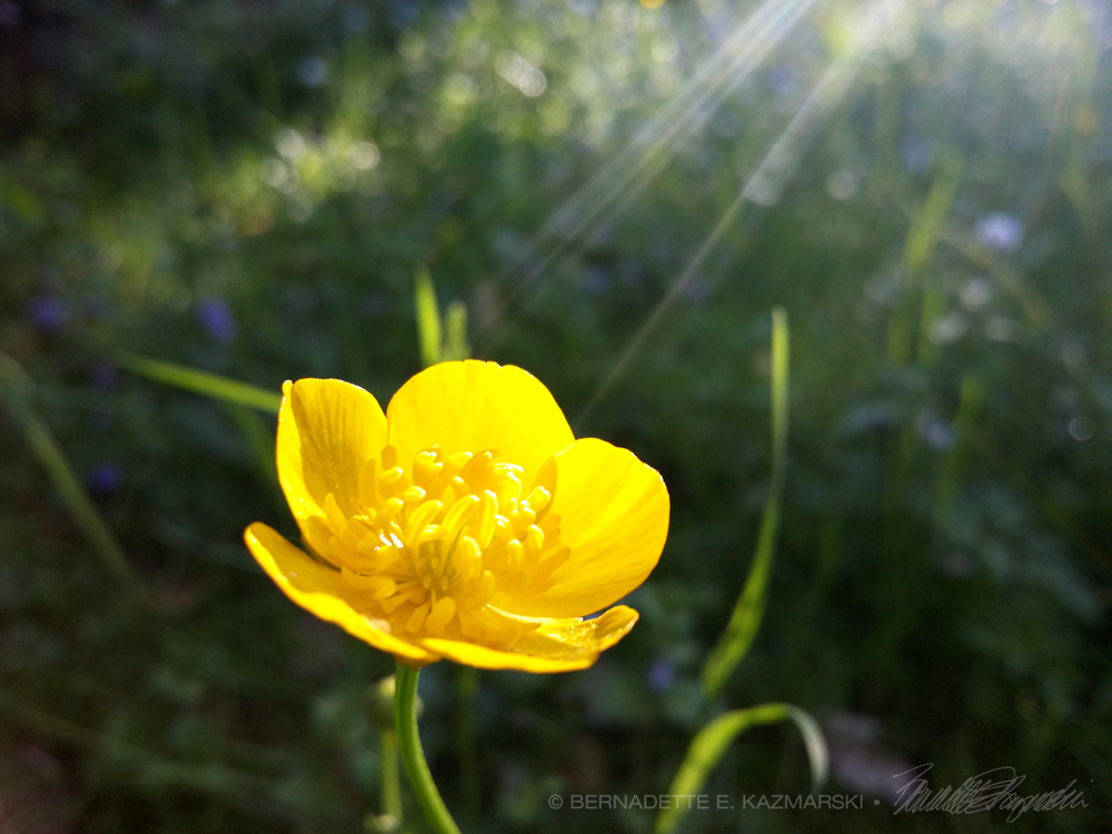 Buttercup in the Sun