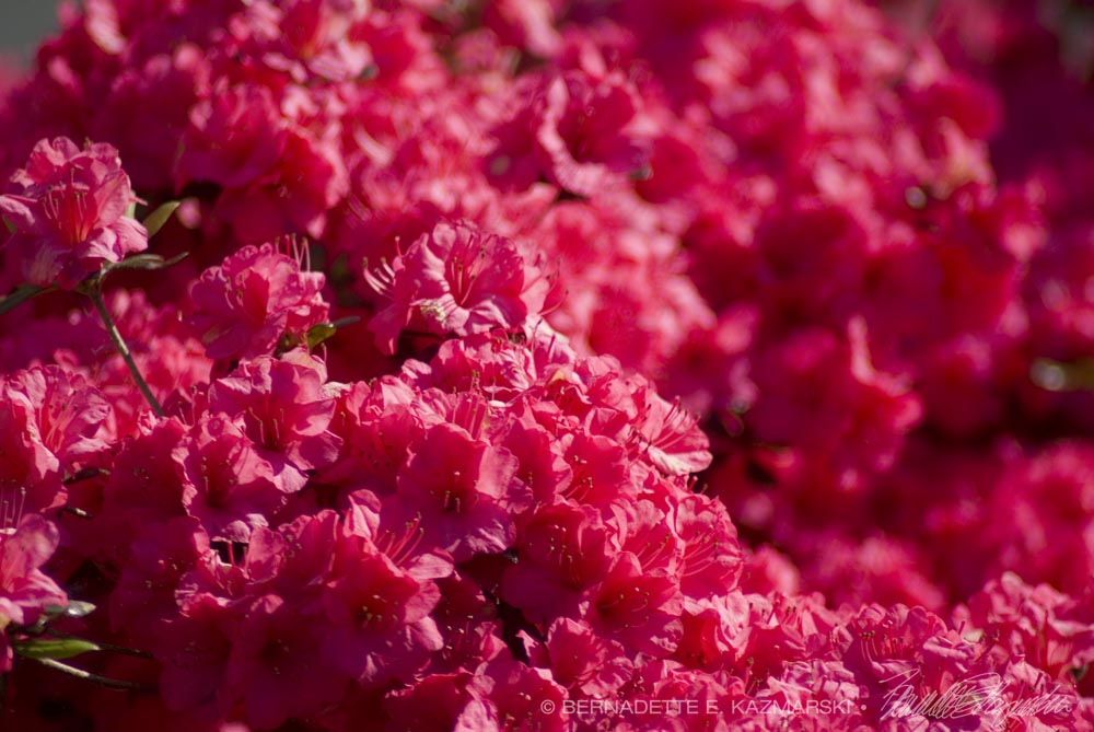 Crimson Azalea