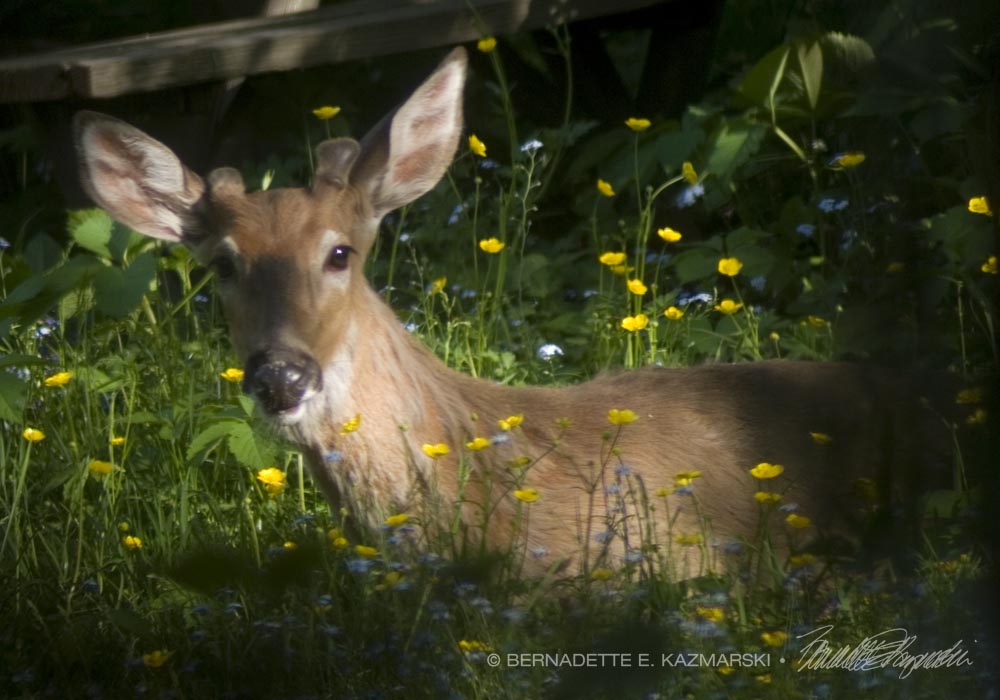 deer in wildflowers