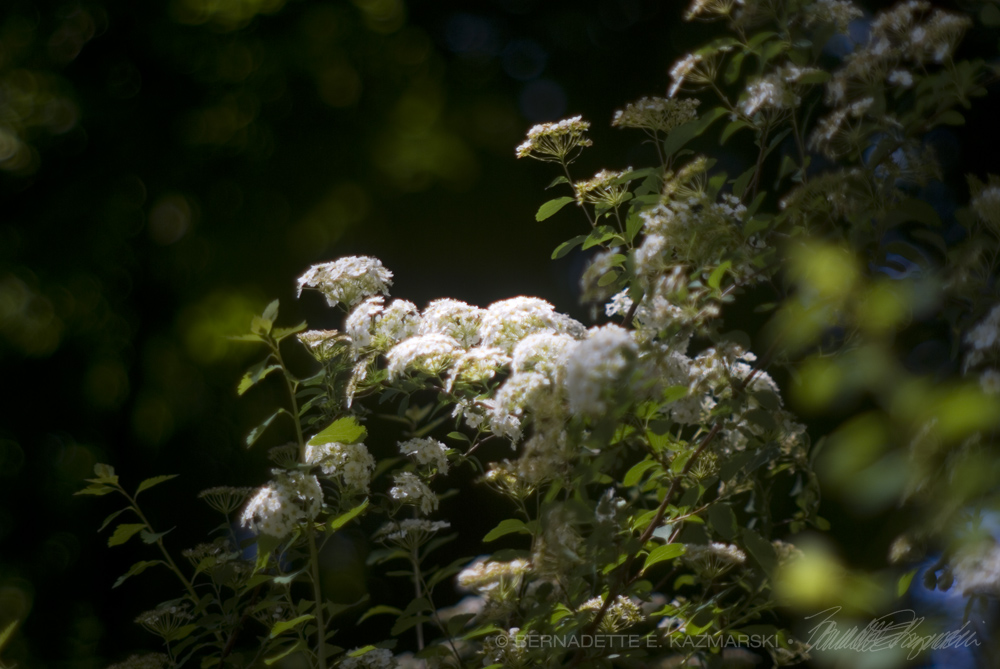 bridal wreath