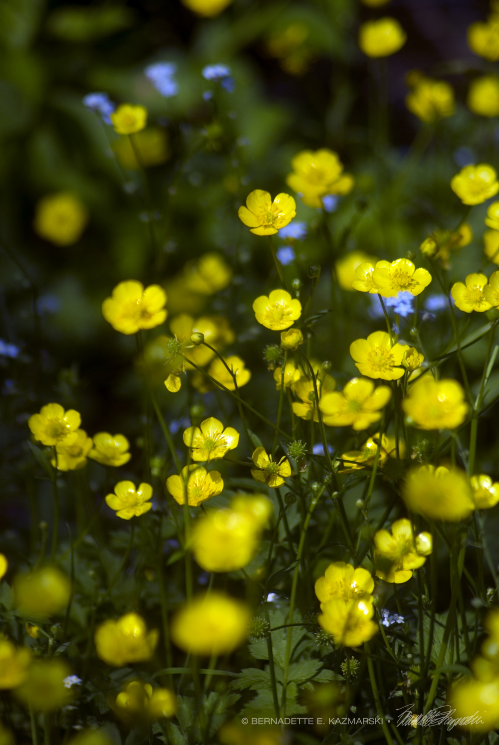 buttercups and forget me nots