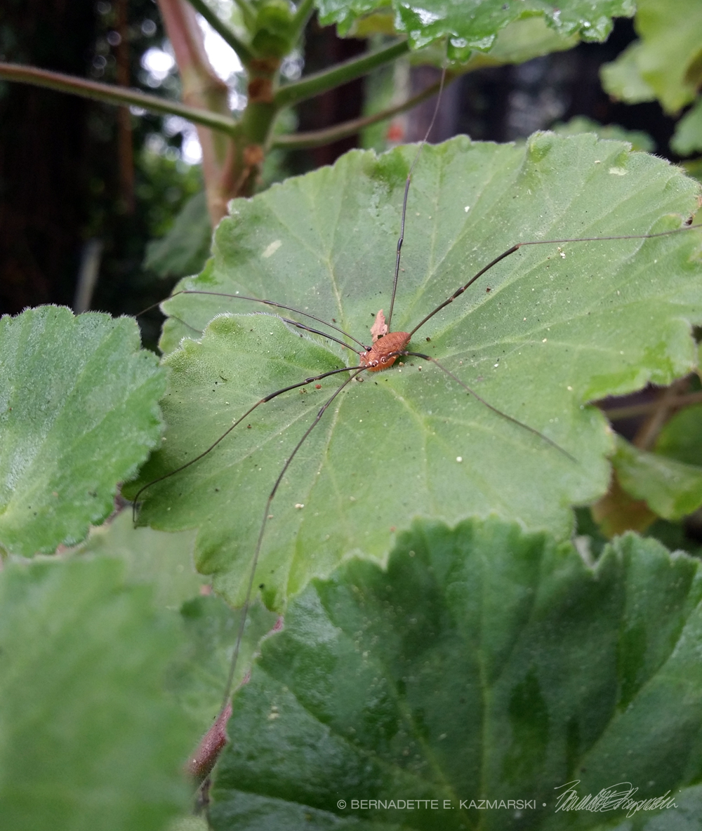Harvestman Spider
