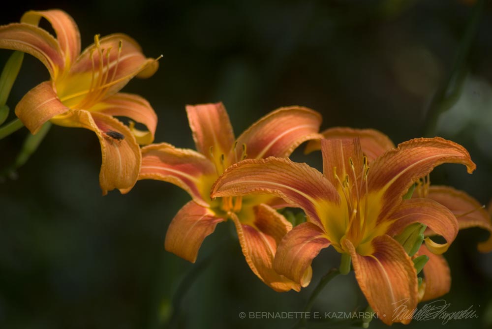 orange daylilies